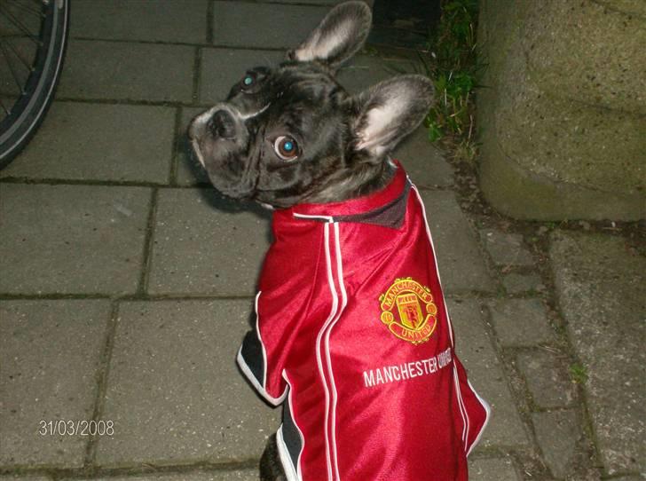 Fransk bulldog Sumo - 20 uger og allerede en ægte Man United fan... billede 15