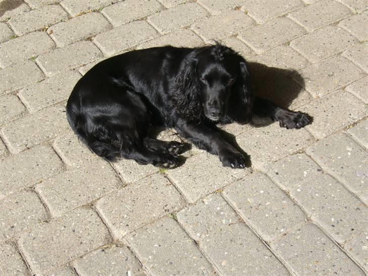 Field Trial spaniel Mille billede 1