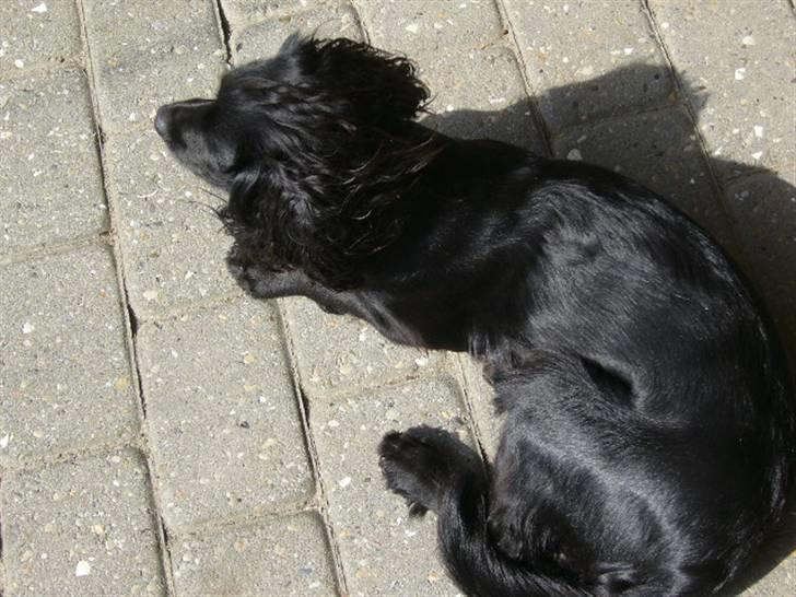 Field Trial spaniel Mille billede 2