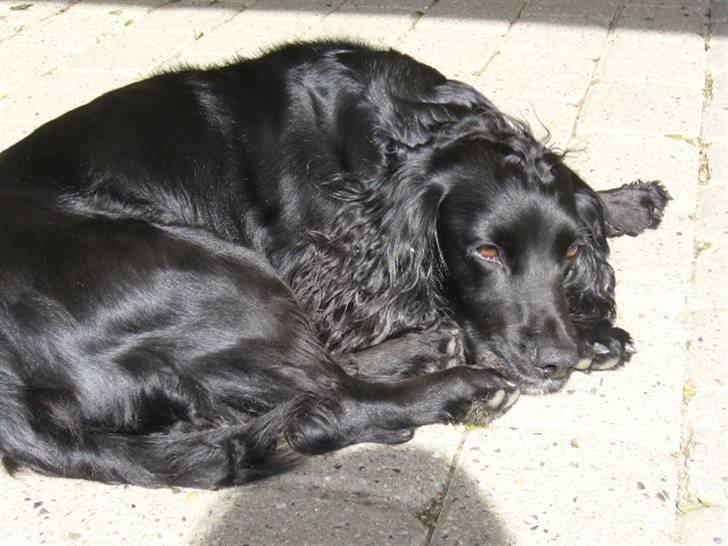 Field Trial spaniel Mille billede 3