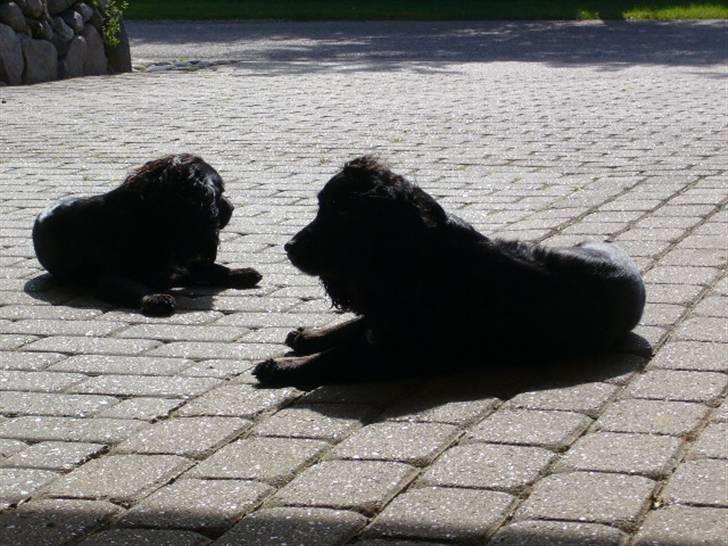 Field Trial spaniel Mille billede 4