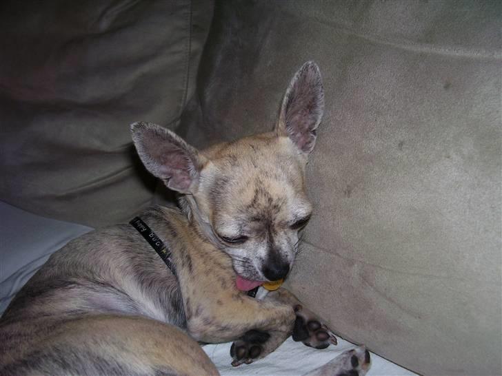 Chihuahua Pino R.I.P billede 4