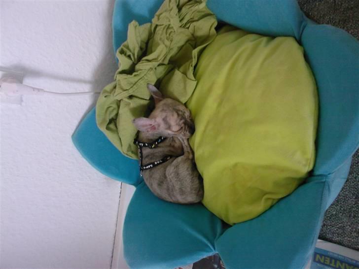 Chihuahua Pino R.I.P billede 5