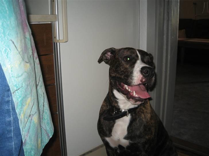 Amerikansk staffordshire terrier Chilli :) - Mmm nu skal jeg have en hundekiks :D billede 2