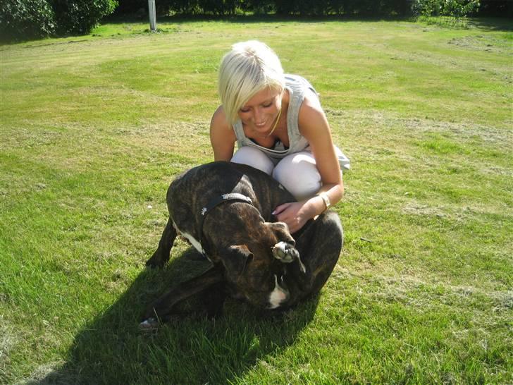 Amerikansk staffordshire terrier Chilli :) billede 3