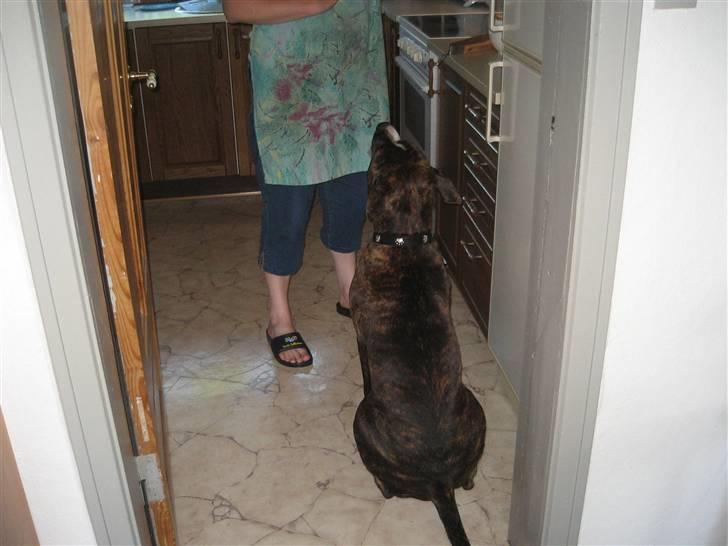 Amerikansk staffordshire terrier Chilli :) - Hvis jeg sitter kan det være at jeg får en hundekiks :p billede 4