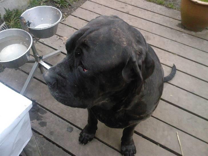 Mastino napoletano Valde billede 1