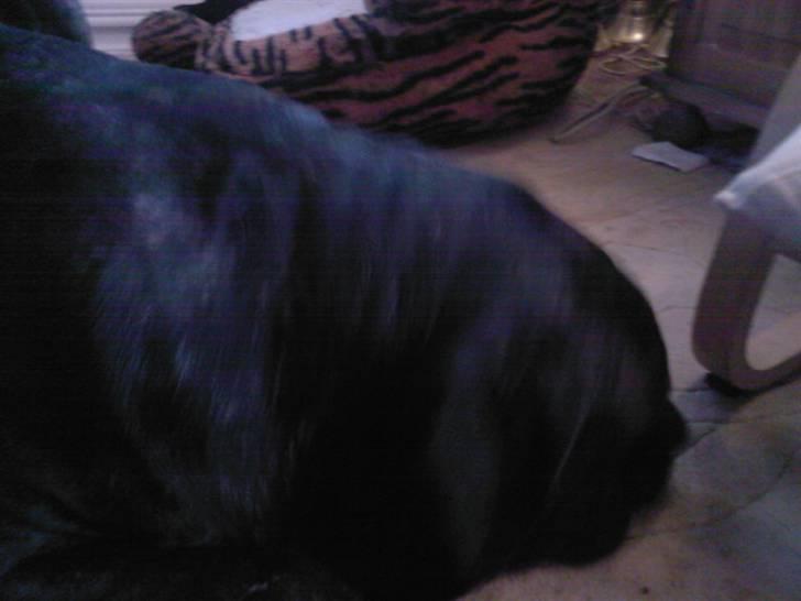 Mastino napoletano Valde billede 2