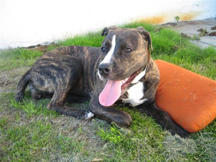 Amerikansk staffordshire terrier Chilli :) - Årh jeg har det varmt .. billede 5
