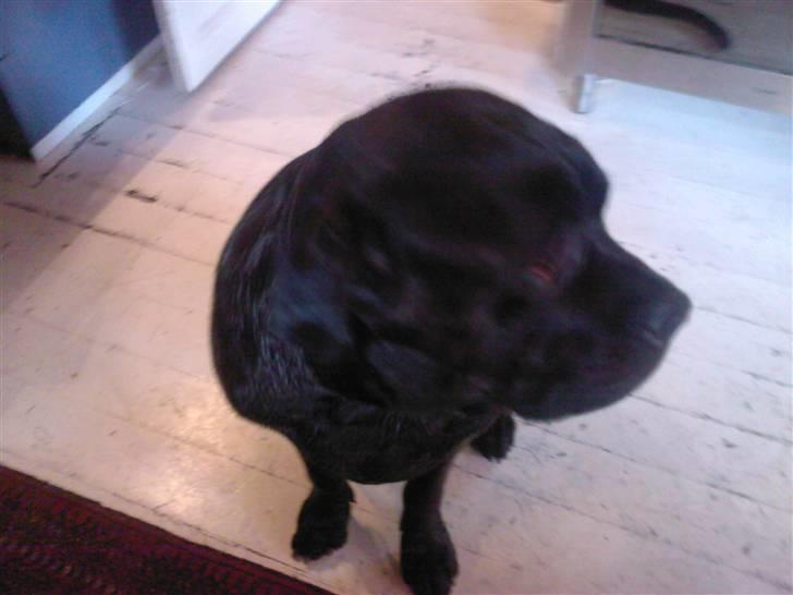 Mastino napoletano Valde billede 3