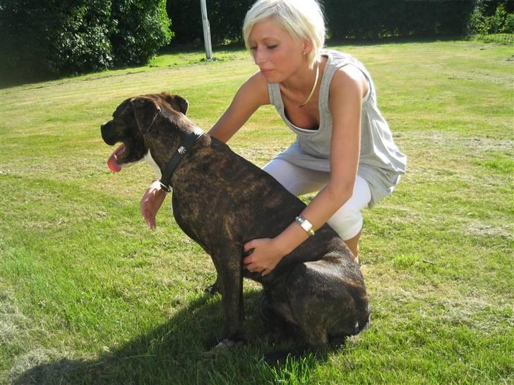 Amerikansk staffordshire terrier Chilli :) - Hygger lige med min mor :) billede 6