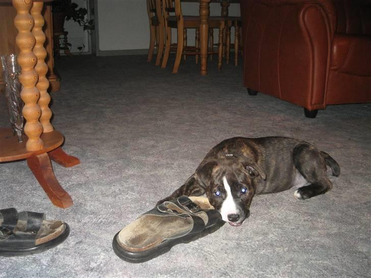 Amerikansk staffordshire terrier Chilli :) - Jeg er 8 uger gammel :) billede 7