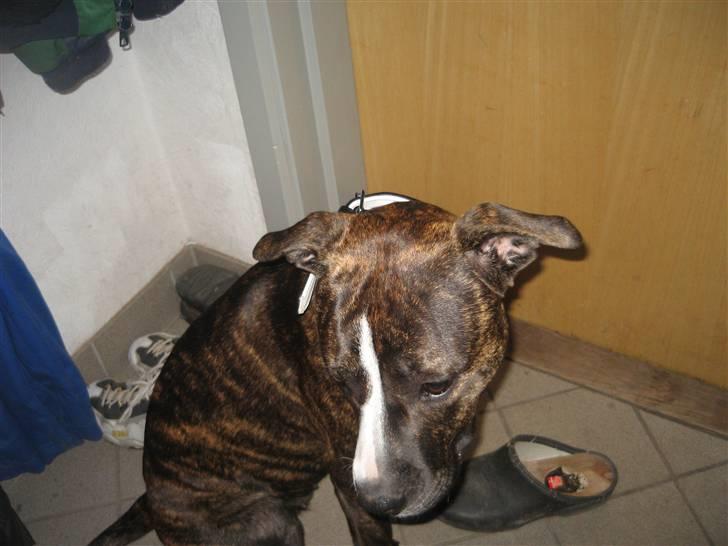 Amerikansk staffordshire terrier Chilli :) - Hvem kommer nu ? billede 8