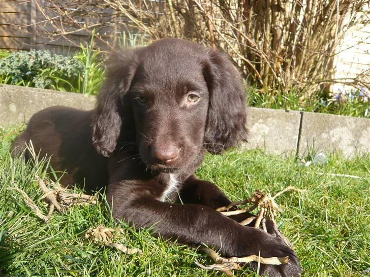 Langhåret hønsehund Chila billede 1