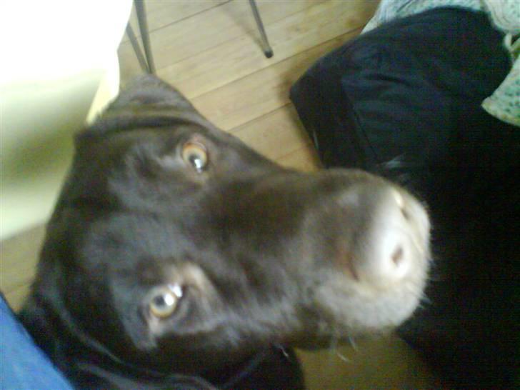 Labrador retriever Balder  billede 19