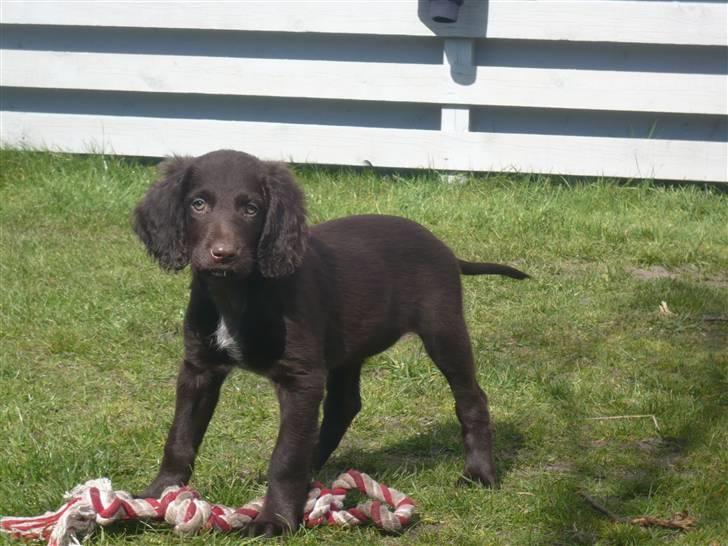 Langhåret hønsehund Chila billede 2