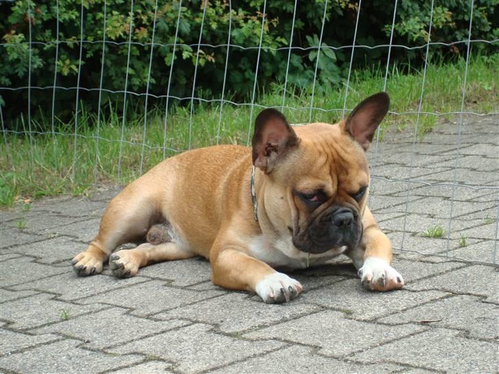 Fransk bulldog Hector - Jeg er sikker på at jeg så noget bevæge sig (1 år ) billede 6