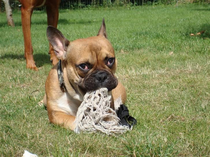 Fransk bulldog Hector - Jeg er lidt sur! så bliver man lidt destruktiv (1 år ) billede 7