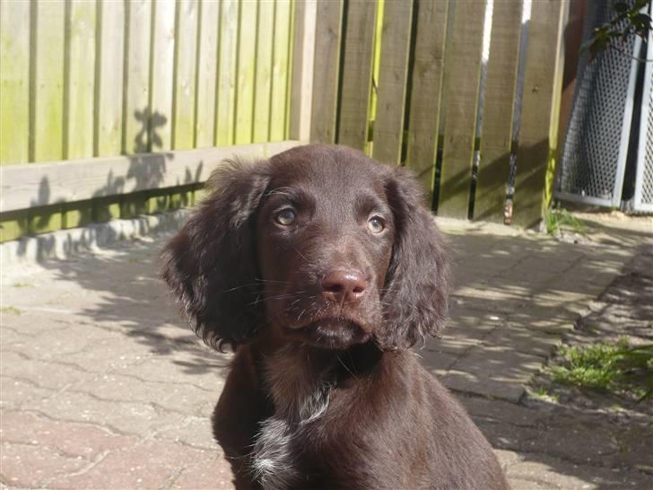 Langhåret hønsehund Chila billede 3