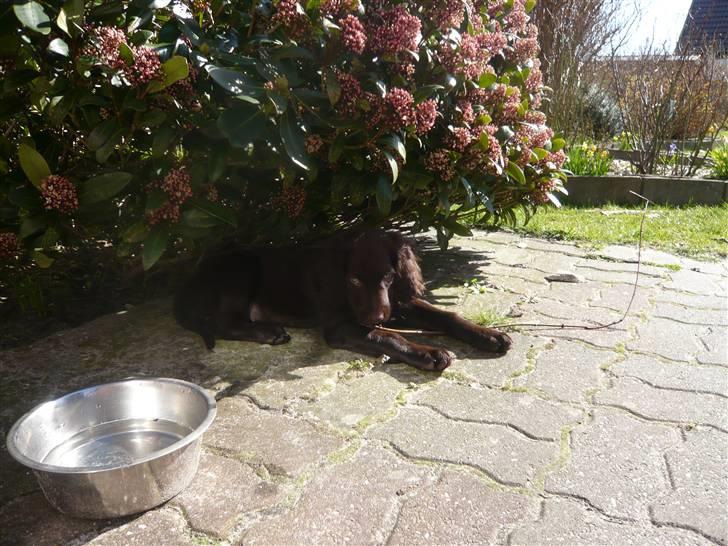 Langhåret hønsehund Chila billede 4