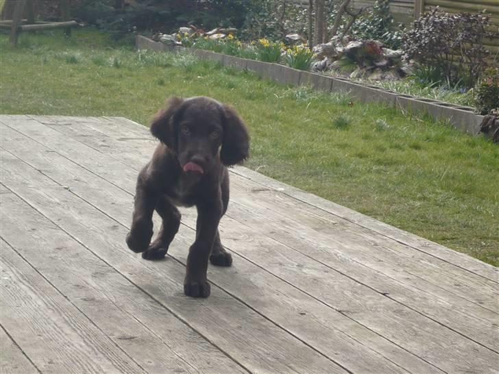 Langhåret hønsehund Chila billede 5