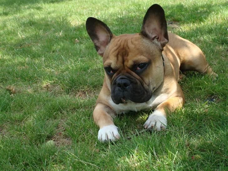 Fransk bulldog Hector - Tar lige en pause (1 år) billede 8