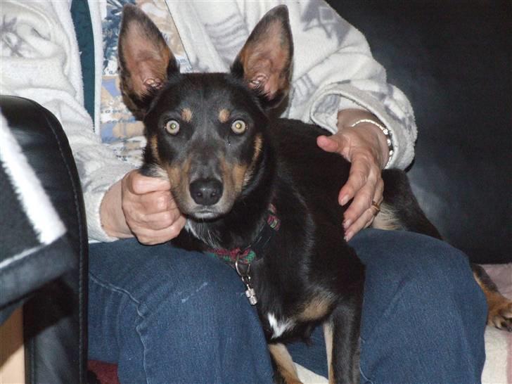 Australsk kelpie Letnetti (GY) Tazz - BlueBell Tazzes nye kone billede 7