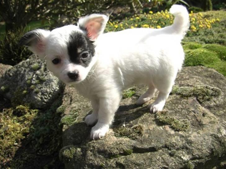 Chihuahua Abigail billede 1