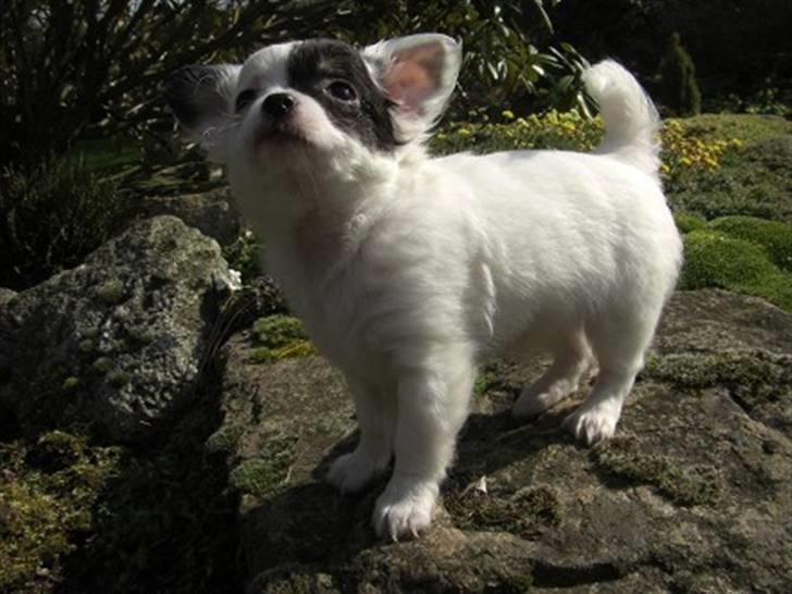 Chihuahua Abigail billede 2