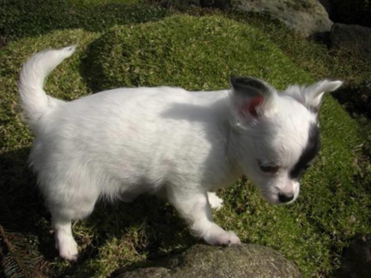 Chihuahua Abigail billede 3