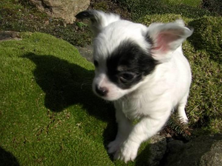 Chihuahua Abigail billede 4