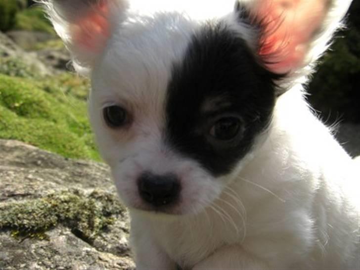 Chihuahua Abigail billede 5