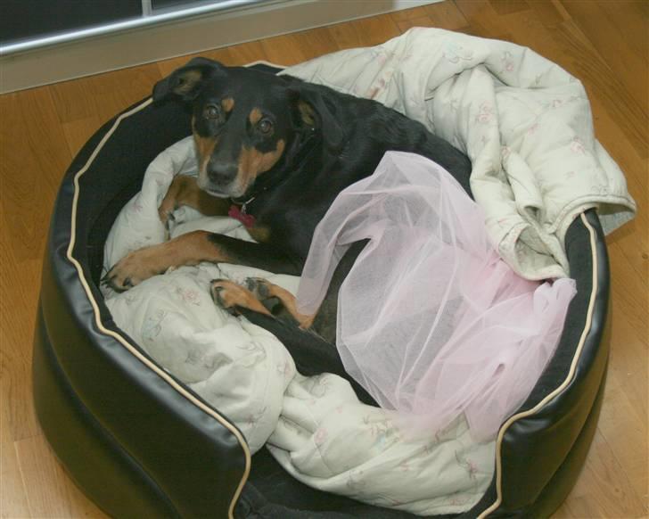 Blanding af racer Laika - Nytårsaften :) billede 3