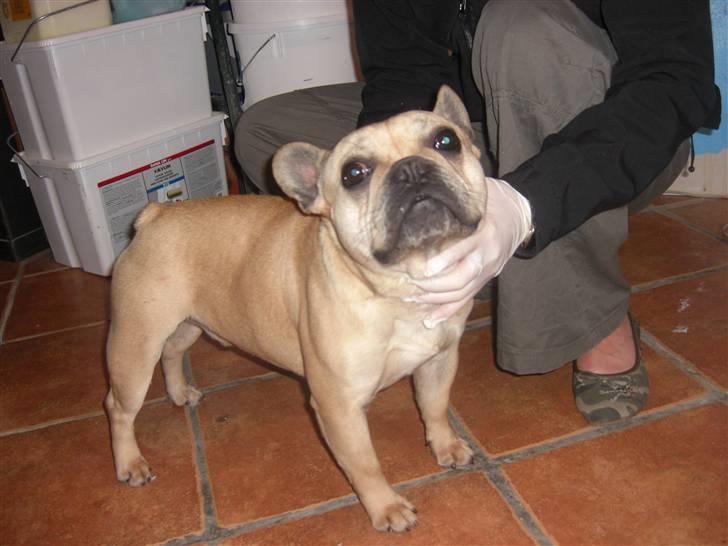 Fransk bulldog Coco - Titi far til coco´s kommende hvalpe :o) billede 17