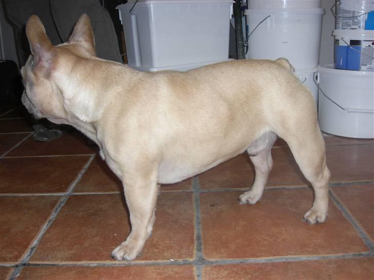 Fransk bulldog Coco - tito igen billede 18