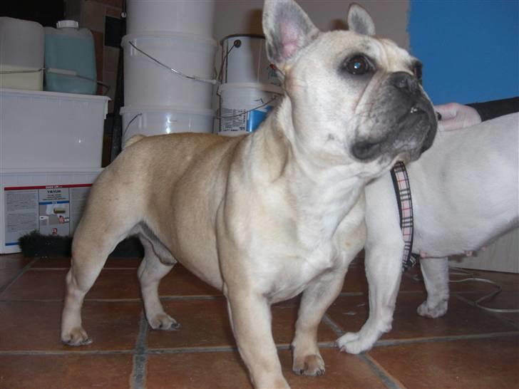 Fransk bulldog Coco - lille smukke tito :o) billede 19