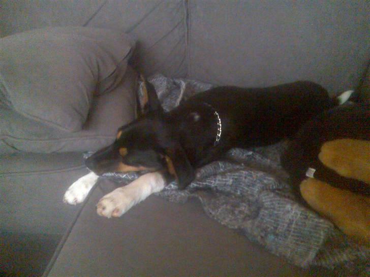 Blanding af racer Emil billede 1