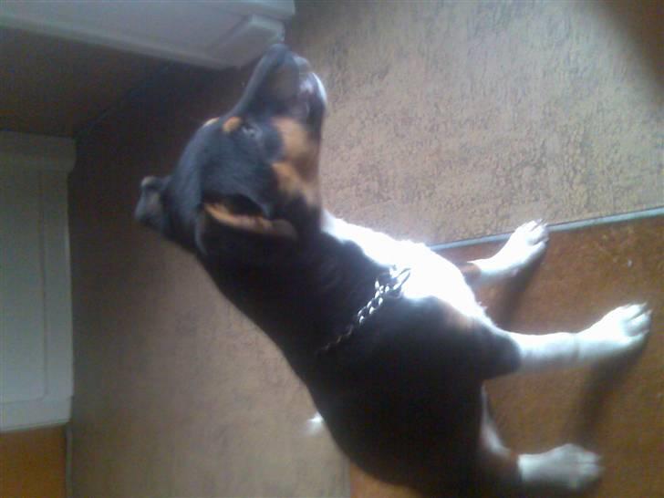 Blanding af racer Emil billede 2