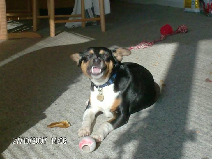 Blanding af racer Emil billede 3