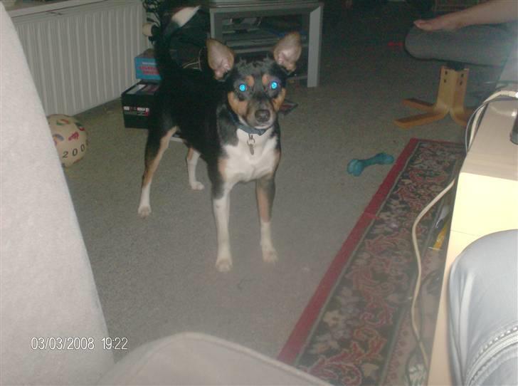 Blanding af racer Emil billede 4