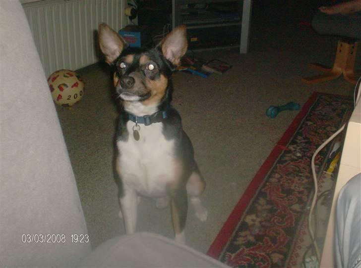 Blanding af racer Emil billede 5