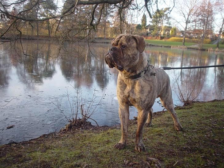 Bullmastiff NEWTON - D 1 januar 2009 Næsten 1 År billede 10