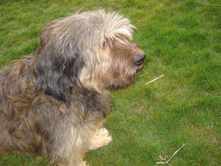 Briard >> † Cheri Aflivet †  << - Cheri:) billede 12