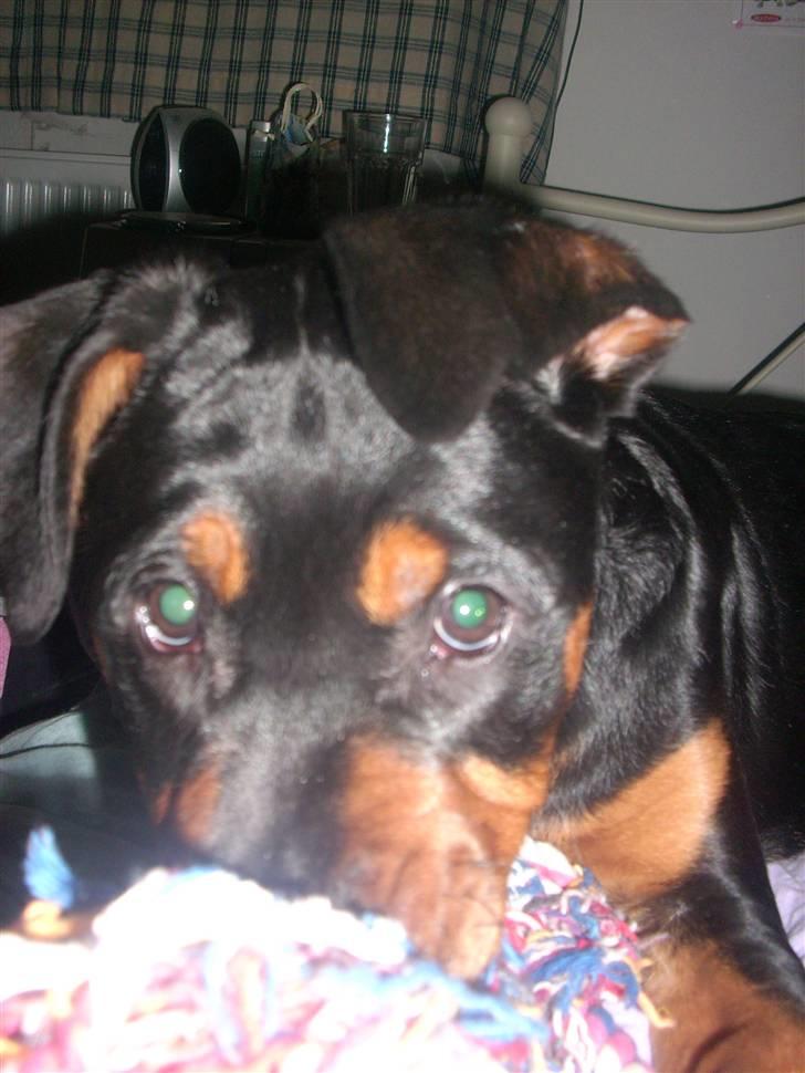 Blanding af racer Fraya R.I.P 26/4-2011 - hejsa billede 7