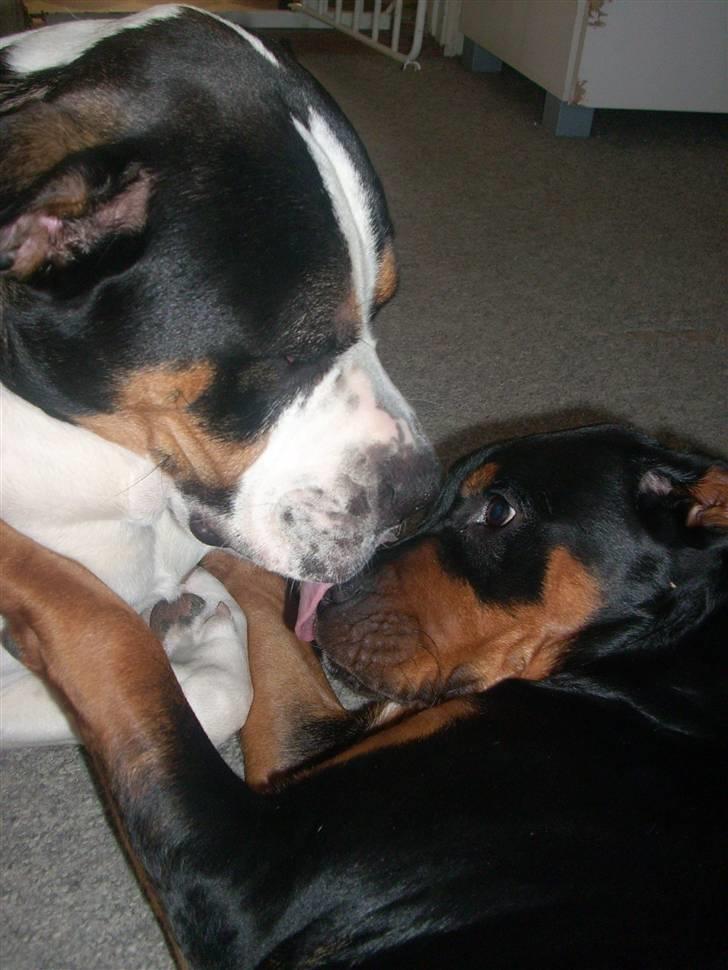 Blanding af racer Fraya R.I.P 26/4-2011 - et lille kys fra farmand billede 8