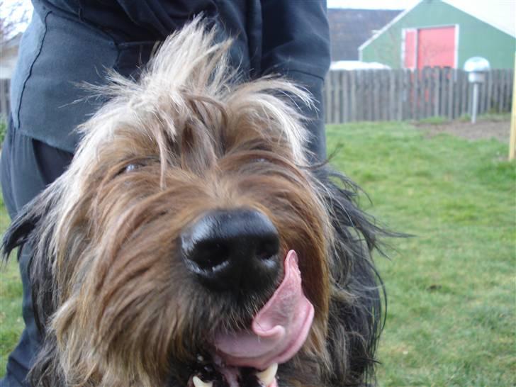 Briard >> † Cheri Aflivet †  << - Godt fanget:P billede 13