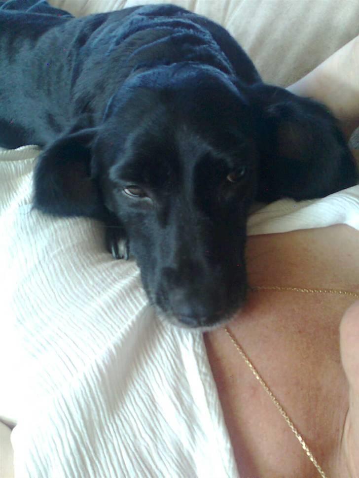 Blanding af racer Blackie*RIP* billede 1