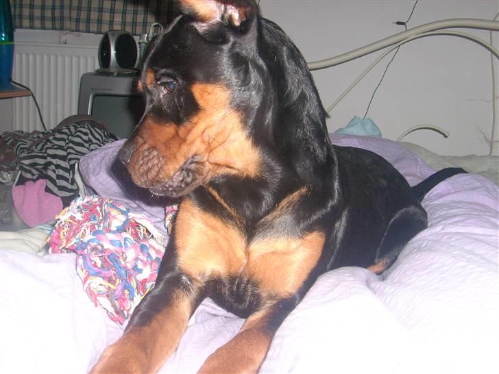 Blanding af racer Fraya R.I.P 26/4-2011 - hvor blev legetøjet af!! billede 9