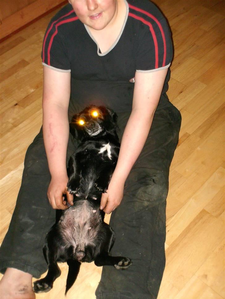 Blanding af racer Blackie*RIP* billede 2