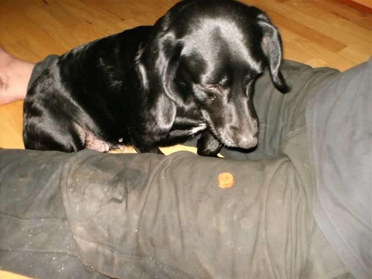 Blanding af racer Blackie*RIP* billede 3